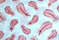 Páperie ružové -  cotton fabric 